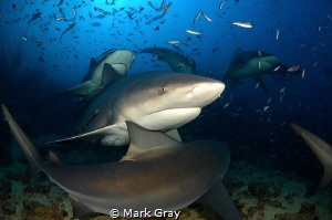 Bull sharks of Beqa Lagoon, Fiji by Mark Gray 